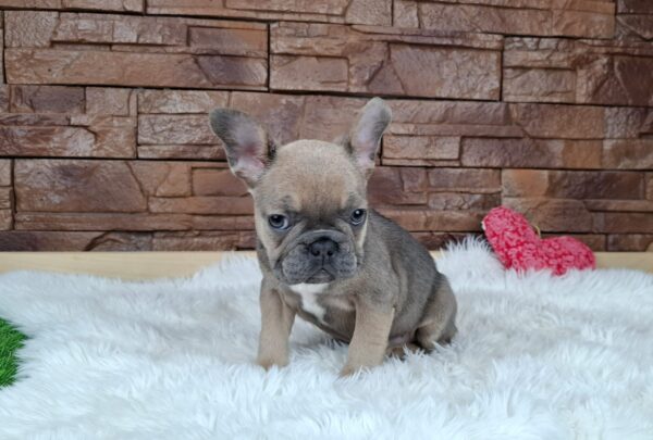 Gerda French Bulldog Gerda French Bulldog