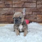 Gerda-female-french-bulldog-puppy-for-sale- (4)