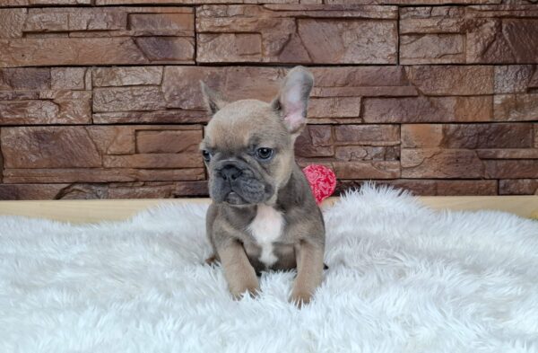 Gerda French Bulldog Gerda French Bulldog