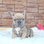 Gerda-female-french-bulldog-puppy-for-sale- (5)