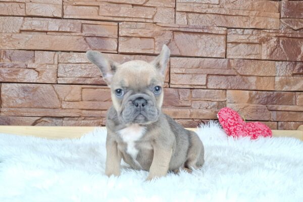 Gerda French Bulldog Gerda French Bulldog