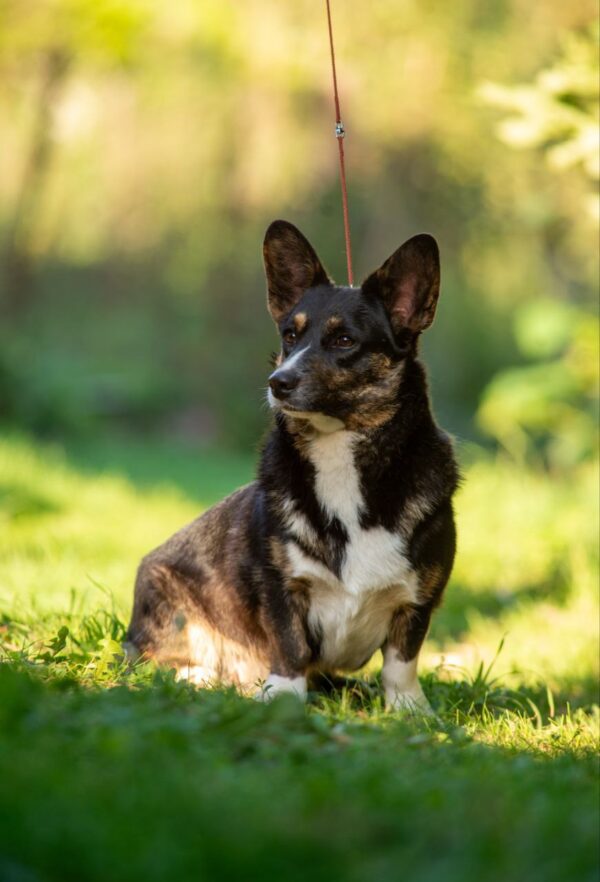 Germiona Welsh Corgi Germiona Welsh Corgi