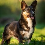 Germiona-female-welsh-corgi-pembroke-puppy-for-sale-1 (2)