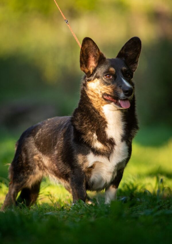 Germiona Welsh Corgi Germiona Welsh Corgi