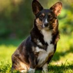 Germiona-female-welsh-corgi-pembroke-puppy-for-sale-1 (3)