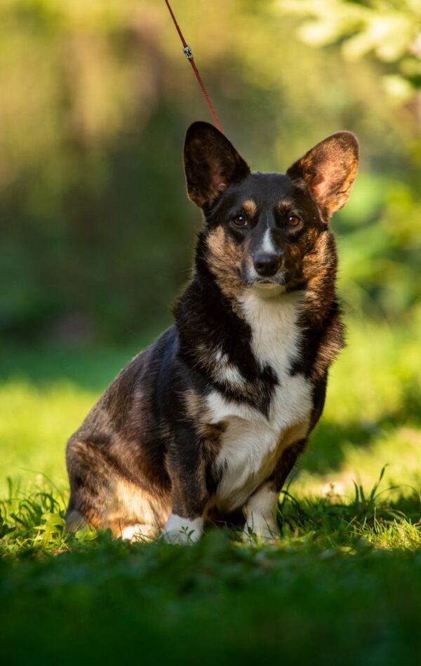Germiona Welsh Corgi Germiona Welsh Corgi
