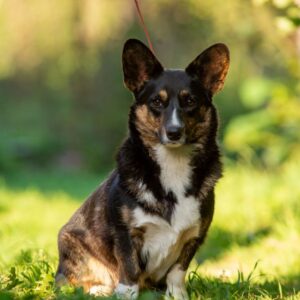 Germiona Welsh Corgi Germiona Welsh Corgi