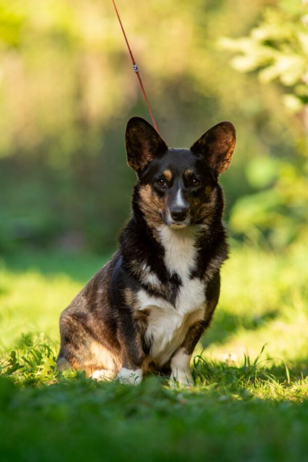 Germiona Welsh Corgi Germiona Welsh Corgi