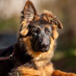 Gerry-male-German-Shephard-puppy-for-sale-1