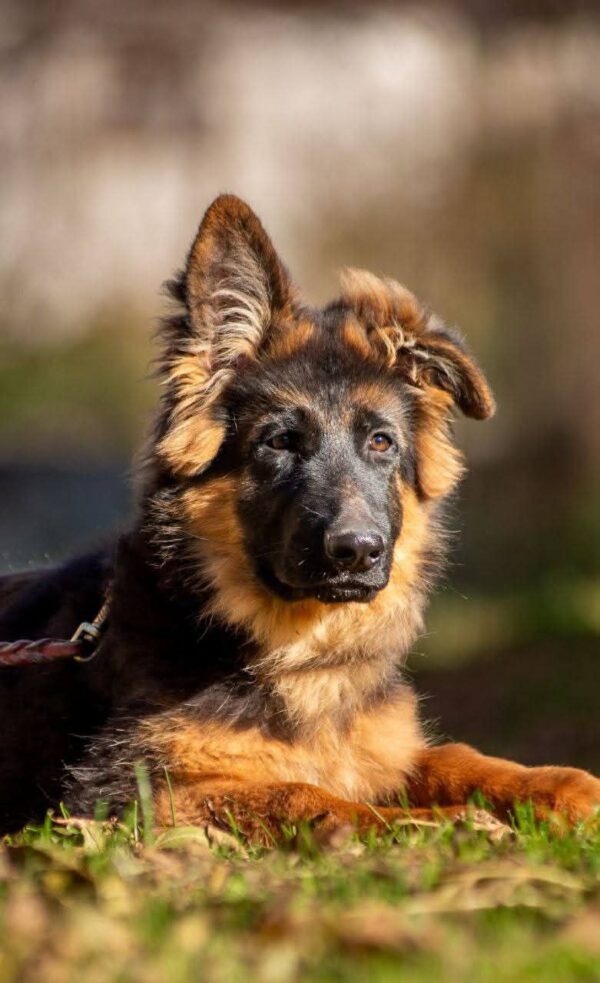 Gerry German Shepherd