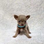 Giko-male-Chihuahua-puppy-for sale-1