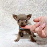 Giko-male-Chihuahua-puppy-for sale-2