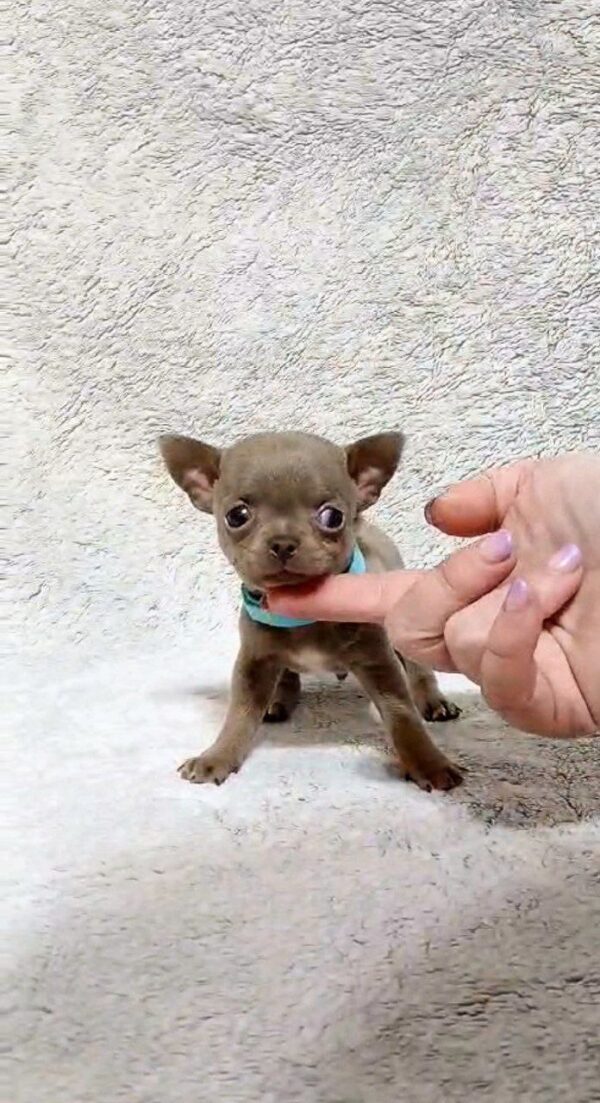 Giko Chihuahua Giko Chihuahua