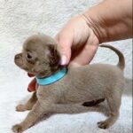Giko-male-Chihuahua-puppy-for sale-3