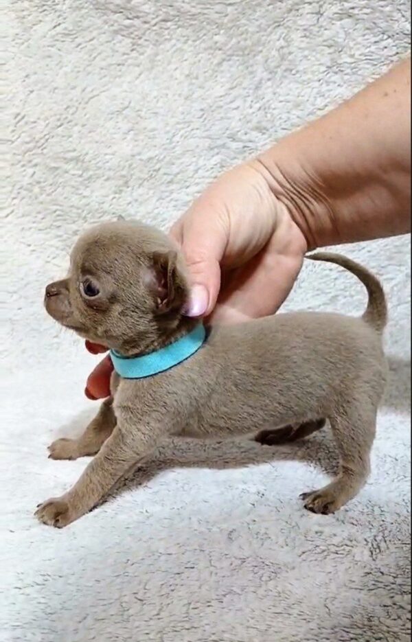 Giko Chihuahua Giko Chihuahua