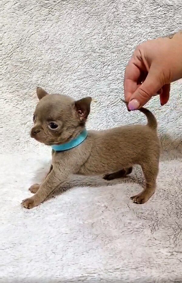 Giko Chihuahua Giko Chihuahua