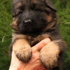 Gironde German Shepherd
