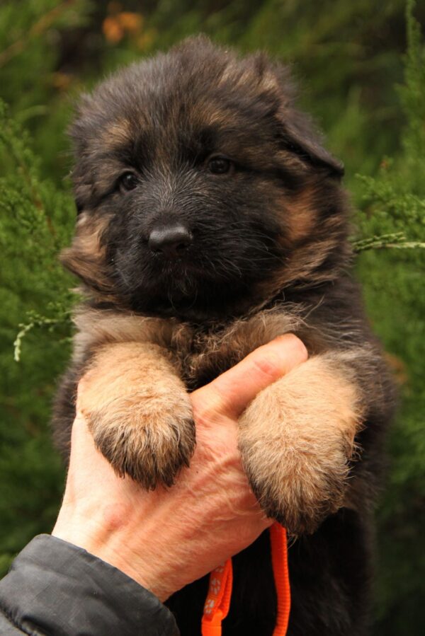 Gironde German Shepherd