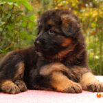 Gironde-female-German-shepherd-puppy-for-sale-1 (2)