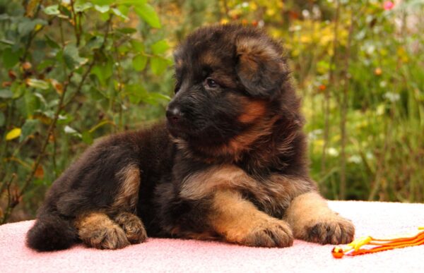 Gironde German Shepherd