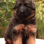Gironde-female-German-shepherd-puppy-for-sale-1 (3)