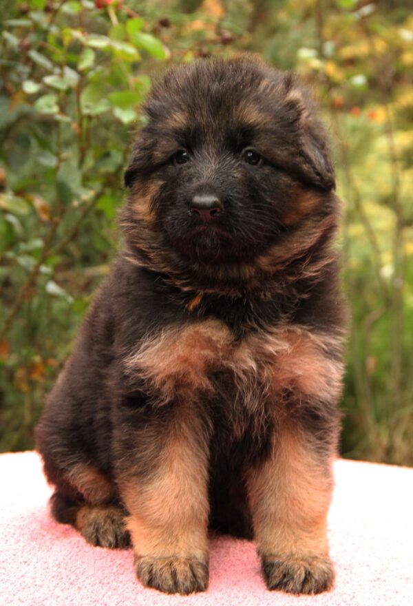 Gironde German Shepherd