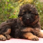 Jacqueline German Shepherd