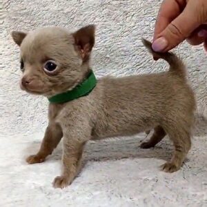 Giroy Chihuahua
