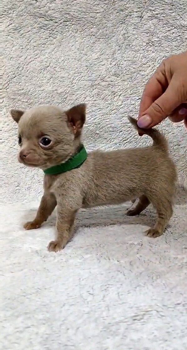 Giroy Chihuahua Giroy Chihuahua