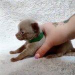 Giroy-male-Chihuahua-puppy-for sale-2