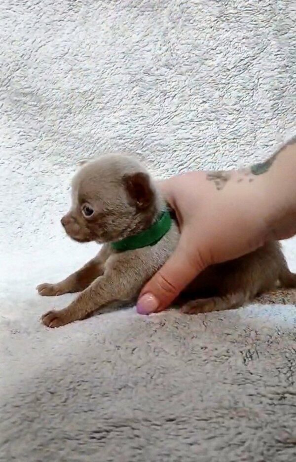 Giroy Chihuahua Giroy Chihuahua