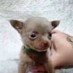 Giroy-male-Chihuahua-puppy-for sale-3
