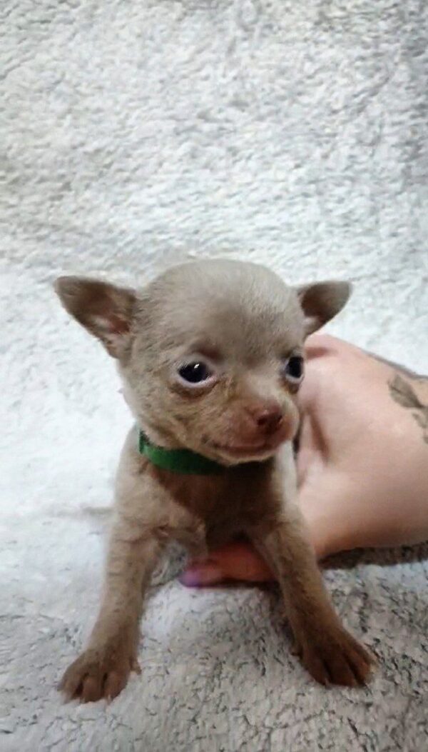 Giroy Chihuahua Giroy Chihuahua