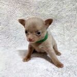 Giroy-male-Chihuahua-puppy-for sale-4