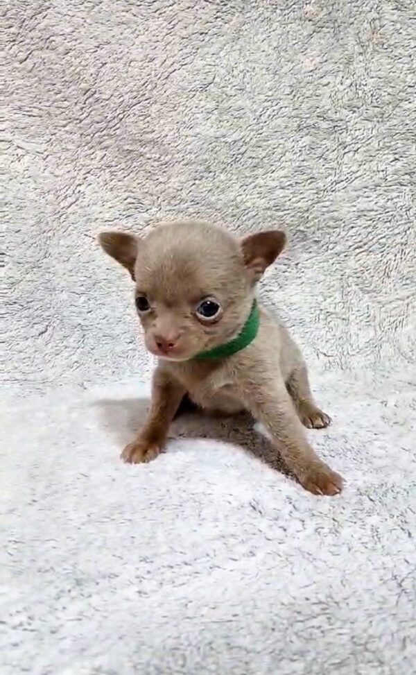 Giroy Chihuahua Giroy Chihuahua