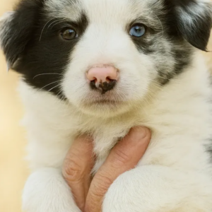 Hamilton Border Collie Hamilton Border Collie