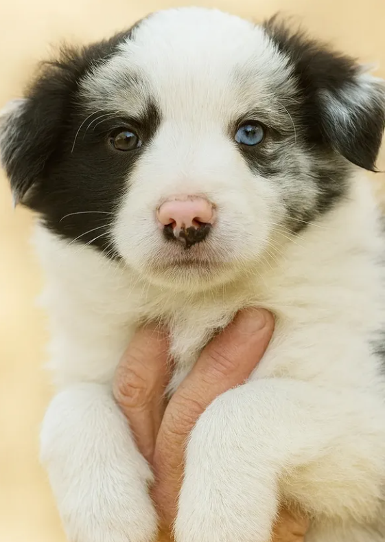 Hamilton Border Collie Hamilton Border Collie