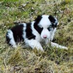 Hamilton-male-Border-Collie-puppy-for-sale-2