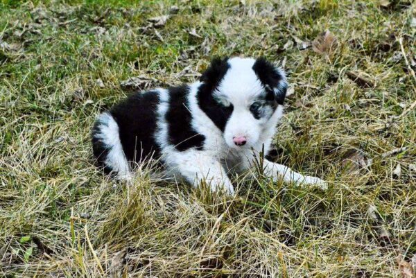 Hamilton Border Collie Hamilton Border Collie