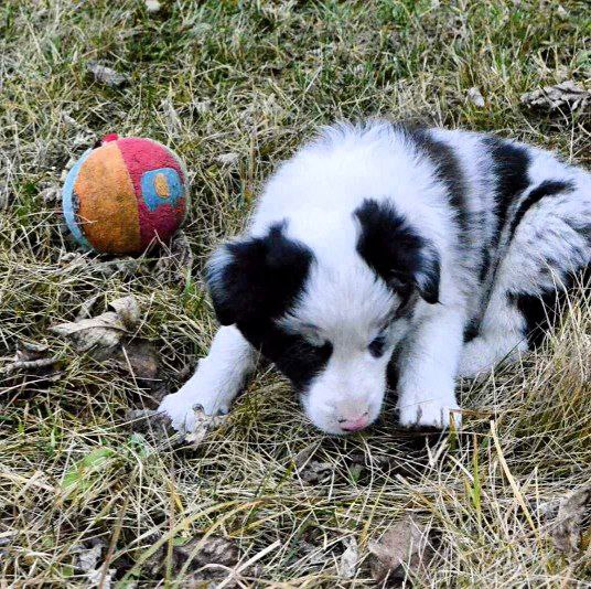Hamilton Border Collie Hamilton Border Collie