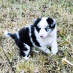 Hamilton-male-Border-Collie-puppy-for-sale-4