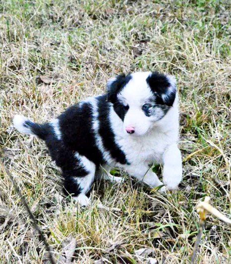 Hamilton Border Collie Hamilton Border Collie