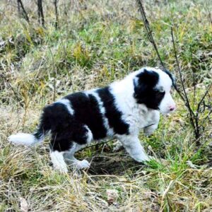 Hamilton Border Collie Hamilton Border Collie