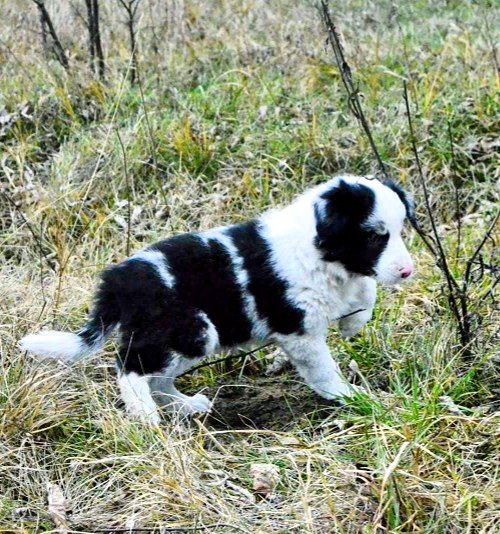Hamilton Border Collie Hamilton Border Collie