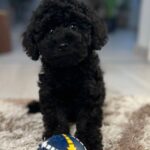Hamlet-male-miniature-poodle-puppy-for-sale-1 (1)