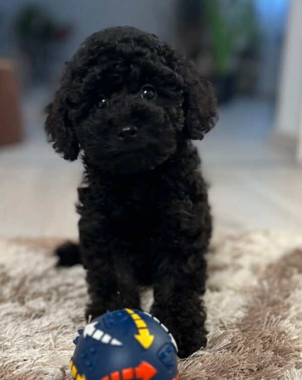 Hamlet Miniature Poodle Hamlet Miniature Poodle