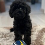 Hamlet-male-miniature-poodle-puppy-for-sale-1 (2)