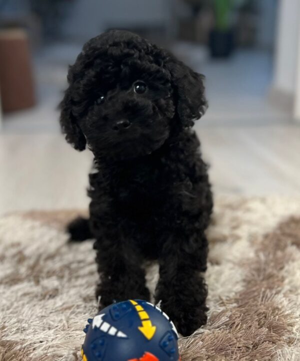 Hamlet Miniature Poodle Hamlet Miniature Poodle