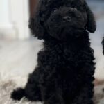 Hamlet-male-miniature-poodle-puppy-for-sale-1 (3)