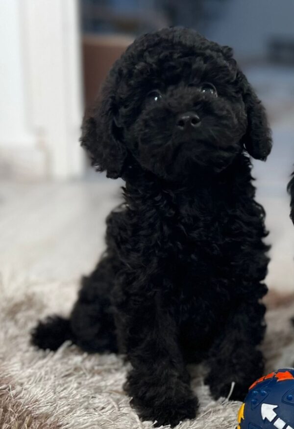 Hamlet Miniature Poodle Hamlet Miniature Poodle